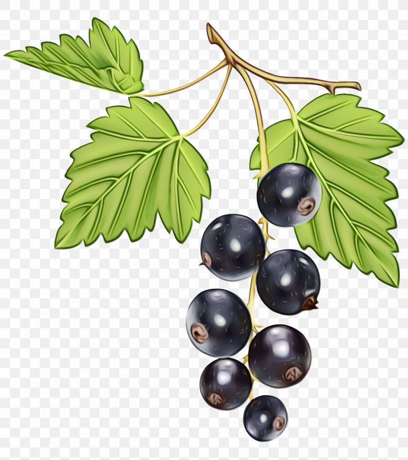 Berry Plant Leaf Fruit Currant, PNG, 920x1038px, Watercolor, Berry, Branch, Currant, Food Download Free
