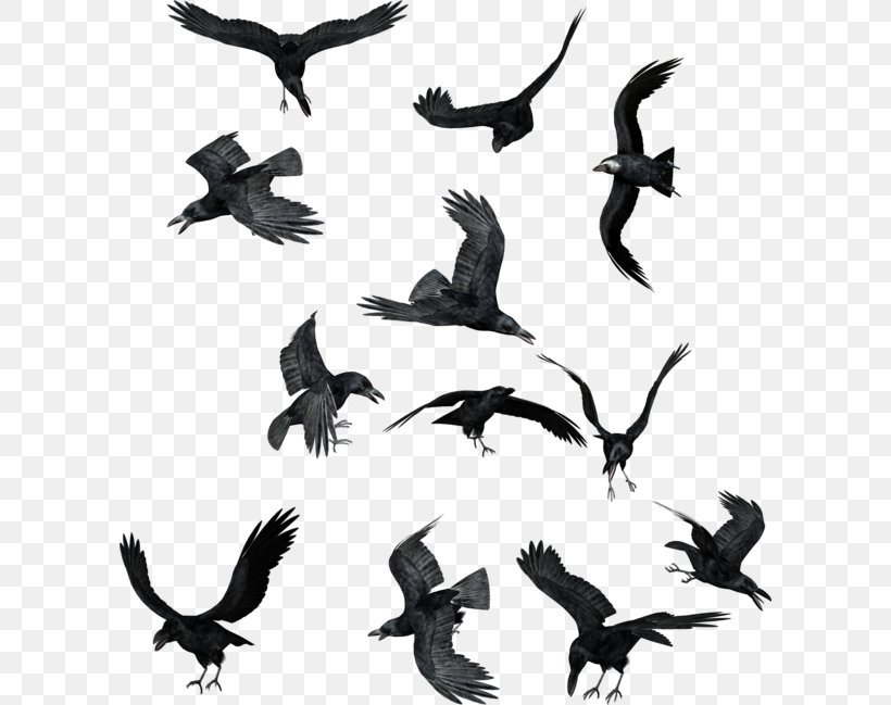 Bird Common Raven Clip Art, PNG, 600x649px, Bird, Beak, Black And White, Common Raven, Crow Download Free