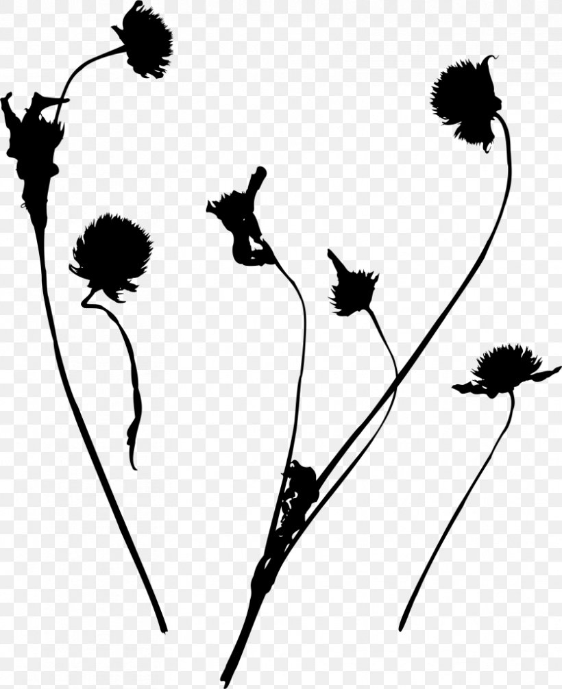 Black & White, PNG, 834x1024px, Black White M, Black M, Blackandwhite, Botany, Dandelion Download Free