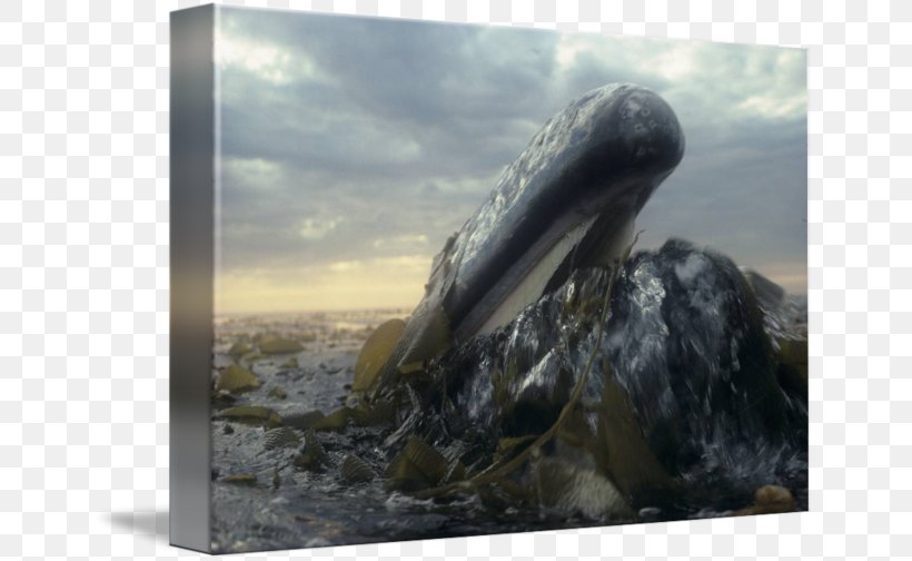 Gallery Wrap Canvas Stock Photography Art, PNG, 650x504px, Gallery Wrap, Art, Canvas, Cetaceans, Fauna Download Free
