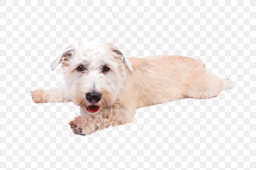 Glen Of Imaal Terrier West Highland White Terrier Soft-coated Wheaten Terrier Wire Hair Fox Terrier Sporting Lucas Terrier, PNG, 1170x780px, Glen Of Imaal Terrier, Breed, Carnivoran, Companion Dog, Dog Download Free