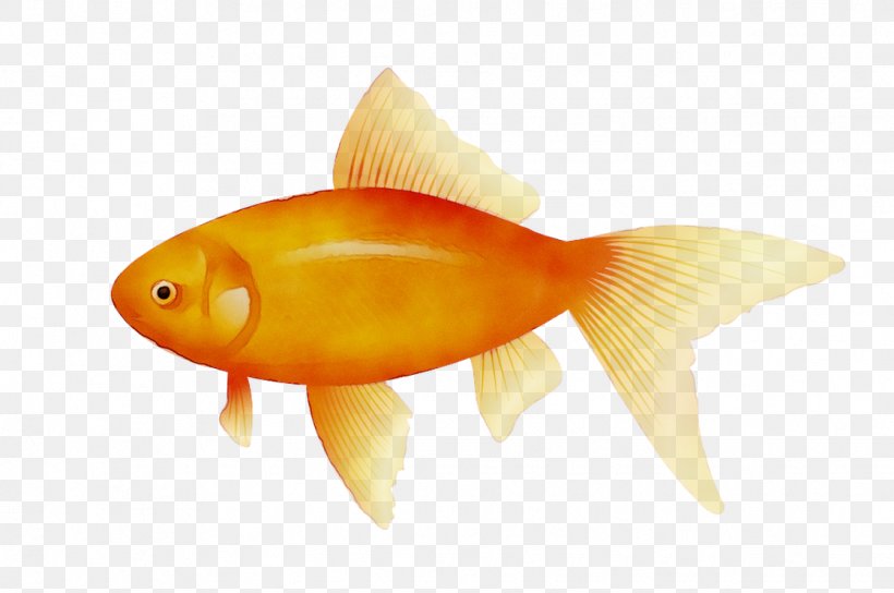 Goldfish Koi Pufferfish, PNG, 1118x742px, Goldfish, Aquarium, Bony Fishes, Bonyfish, Cyprinidae Download Free