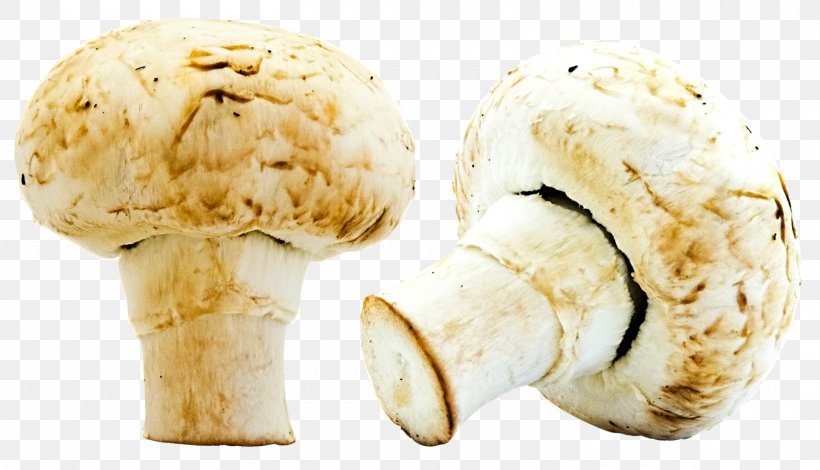 Ice Cream Mushroom, PNG, 1500x861px, Ice Cream, Agaricaceae, Agaricus, Cream, Dairy Product Download Free