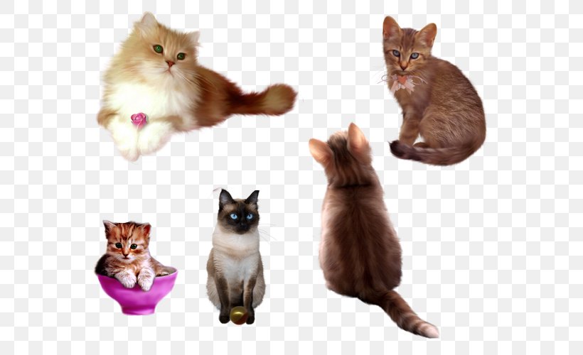 Kitten Cat DeviantArt Whiskers, PNG, 600x500px, Kitten, Animal, Art, Carnivoran, Cat Download Free
