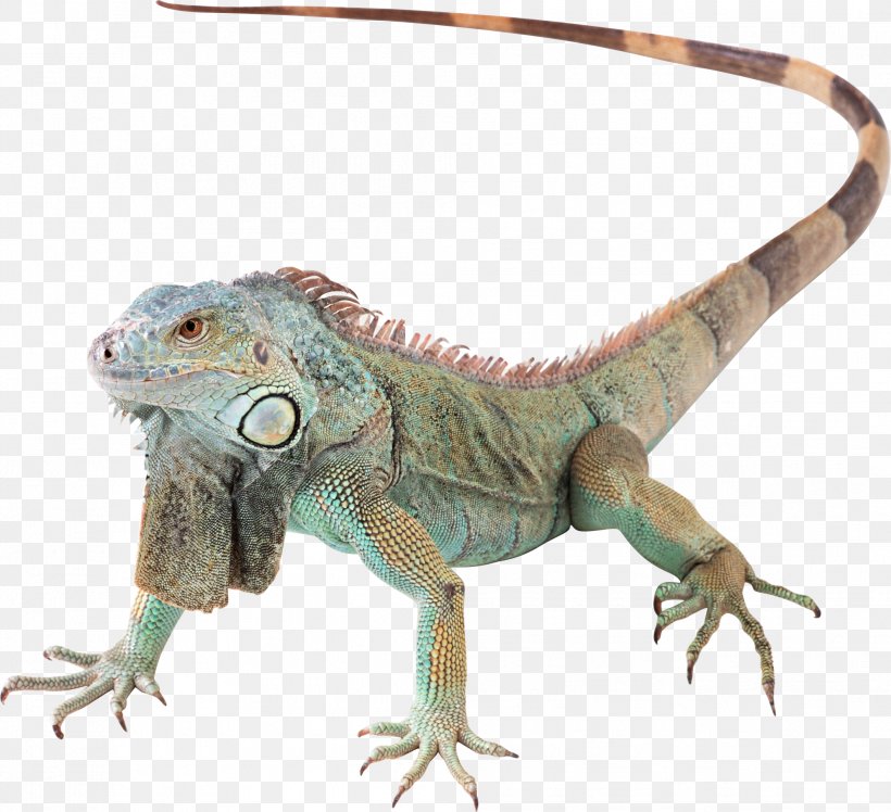Lizard Reptile Green Iguana, PNG, 1987x1814px, Lizard, Agamidae, Common Iguanas, Fauna, Iguana Download Free