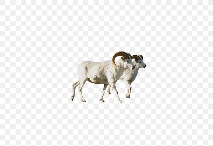 Sheep Argali Animal, PNG, 652x564px, Sheep, Animal, Argali, Aries, Cattle Download Free