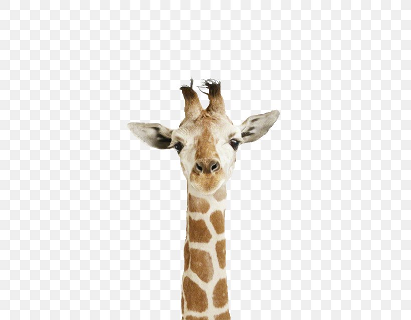 The White Giraffe Reticulated Giraffe Northern Giraffe Animal Cuteness, PNG, 500x640px, White Giraffe, Animal, Child, Color, Cuteness Download Free