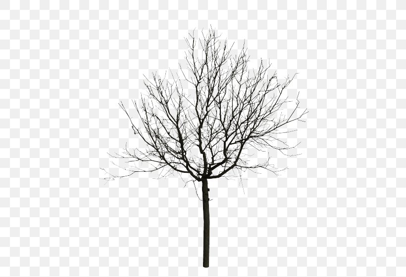 Black And White Tree Eastern Black Walnut, PNG, 631x561px, Black And White, Branch, Cottonwood, Drawing, Eastern Black Walnut Download Free