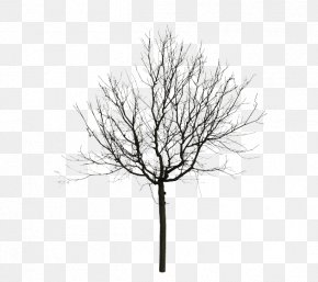 Love Tree - Black And White Tree Eastern Black Walnut PNG