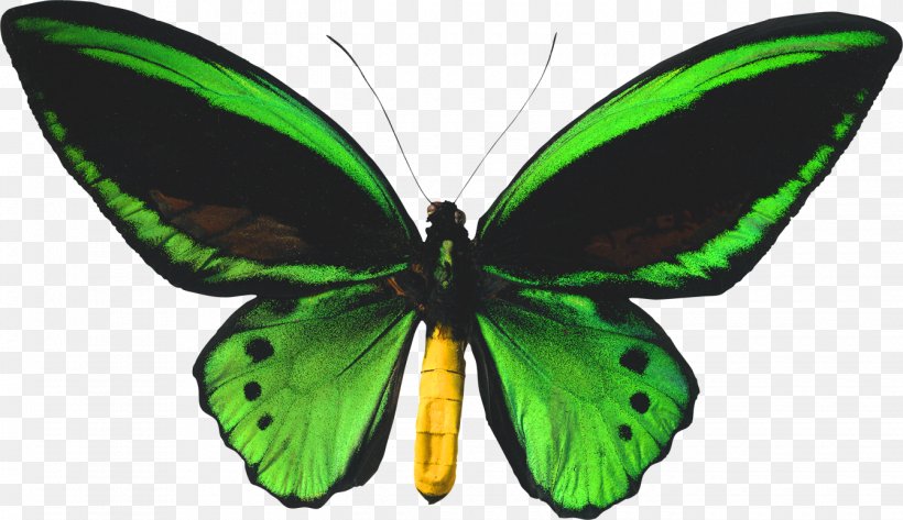 Butterfly Biak Ornithoptera Priamus Birdwing Ornithoptera Goliath, PNG, 1340x774px, Butterfly, Arthropod, Biak, Birdwing, Brush Footed Butterfly Download Free