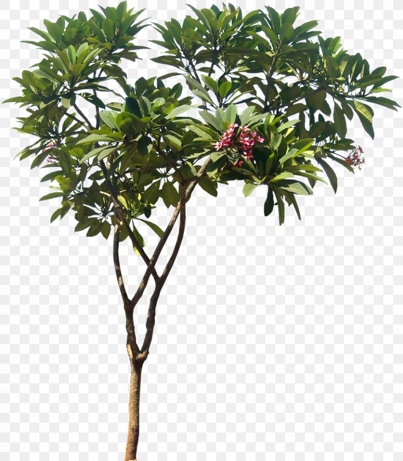 Plumeria Rubra Plumeria Alba Plumeria Obtusa Plant Tree, PNG, 851x974px, Plumeria Rubra, Branch, Evergreen, Flowerpot, Frangipani Download Free