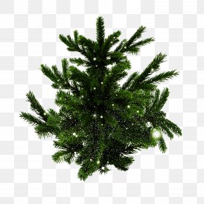 Canadian Fir Tree - Shortleaf Black Spruce Columbian Spruce Balsam Fir White Pine Colorado Spruce PNG