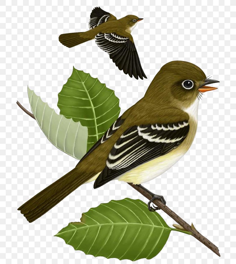 Bird Clip Art, PNG, 735x918px, Bird, Beak, Branch, Cartoon, Cuculiformes Download Free