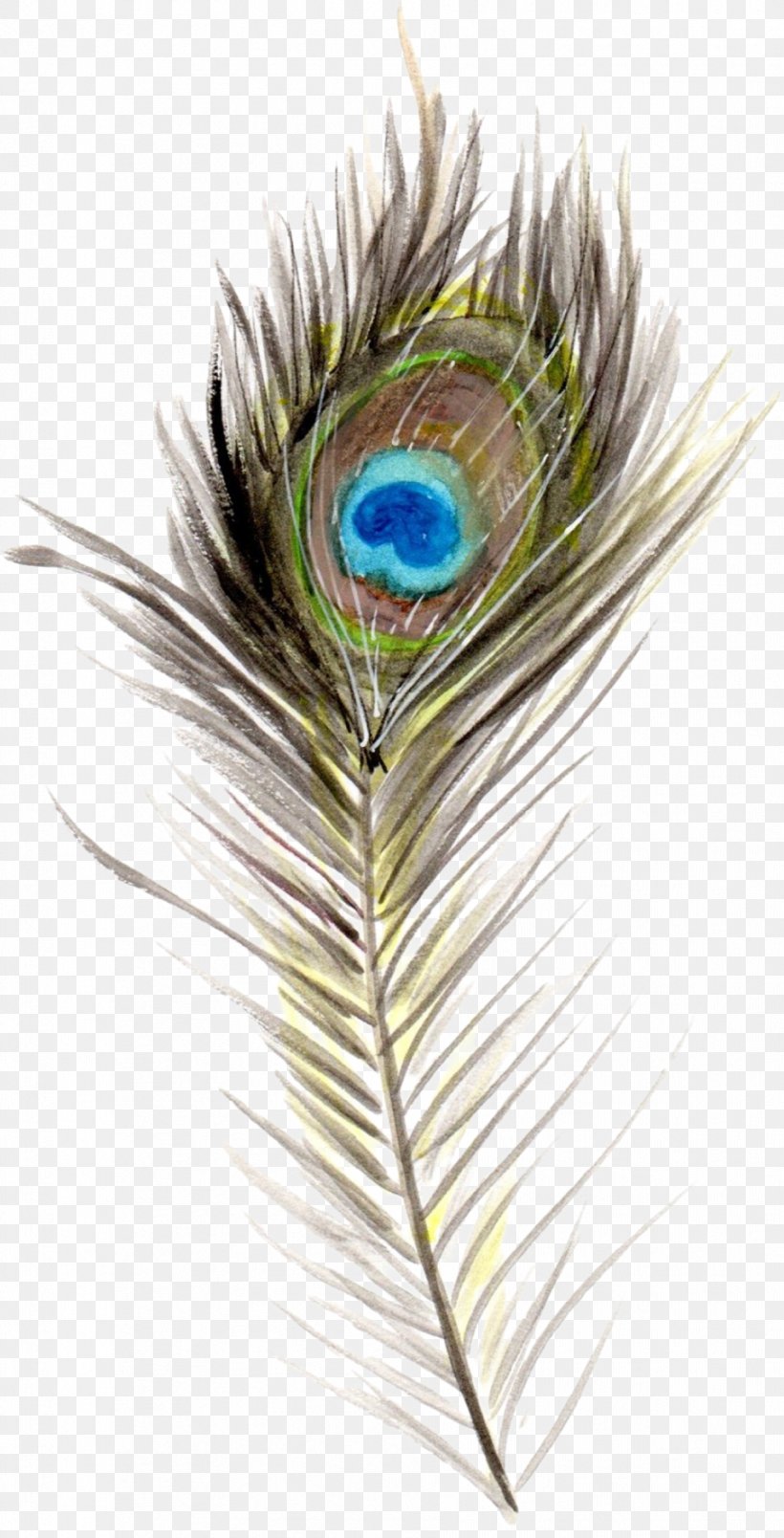 Bird Feather Boho-chic Quill, PNG, 906x1777px, Bird, Animal, Bohochic, Chic, Close Up Download Free