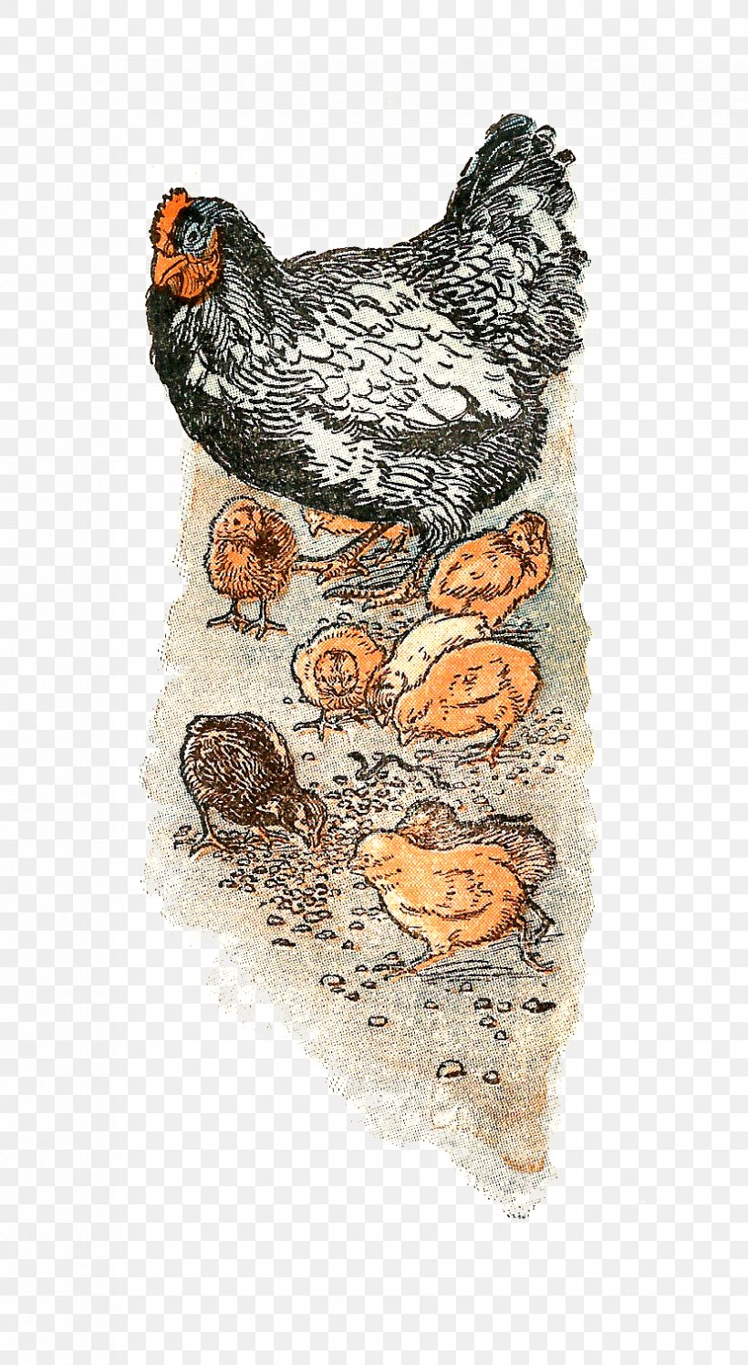 Chicken Rooster Hen, PNG, 829x1513px, Chicken, Animal, Beak, Bird, Chicken Meat Download Free