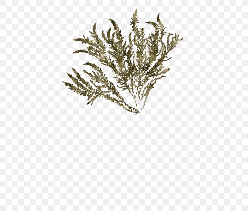 Grasses Commodity Family, PNG, 452x700px, Grasses, Branch, Commodity, Family, Grass Download Free