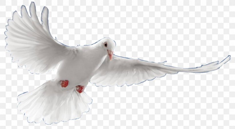 Holy Spirit Saint Mass God Prayer, PNG, 974x536px, Holy Spirit, Akt Strzelisty, Beak, Beatification, Bird Download Free
