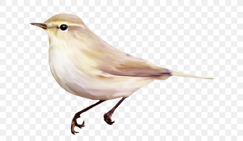 Bird Color Wren Clip Art, PNG, 650x478px, Bird, Animal, Beak, Brown, Color Download Free