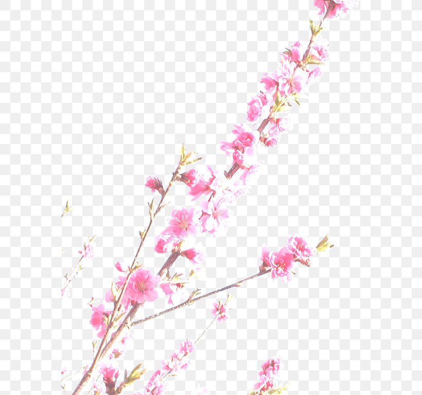 Cherry Blossom Photography Standard Test Image, PNG, 581x768px, Cherry Blossom, Blossom, Branch, Cake, Cherry Download Free