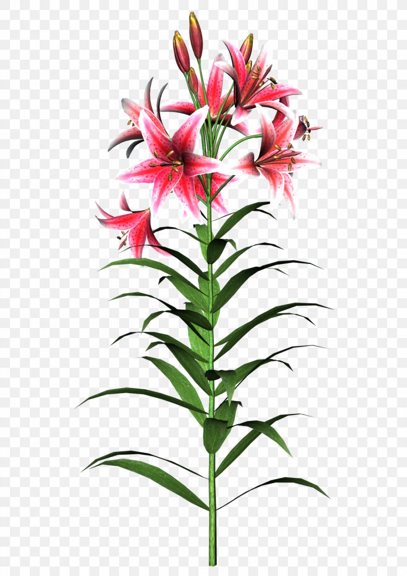 Flower Tiger Lily Easter Lily Turk's-cap Lily Clip Art, PNG, 1132x1600px, Flower, Cut Flowers, Easter Lily, Flowering Plant, Flowerpot Download Free