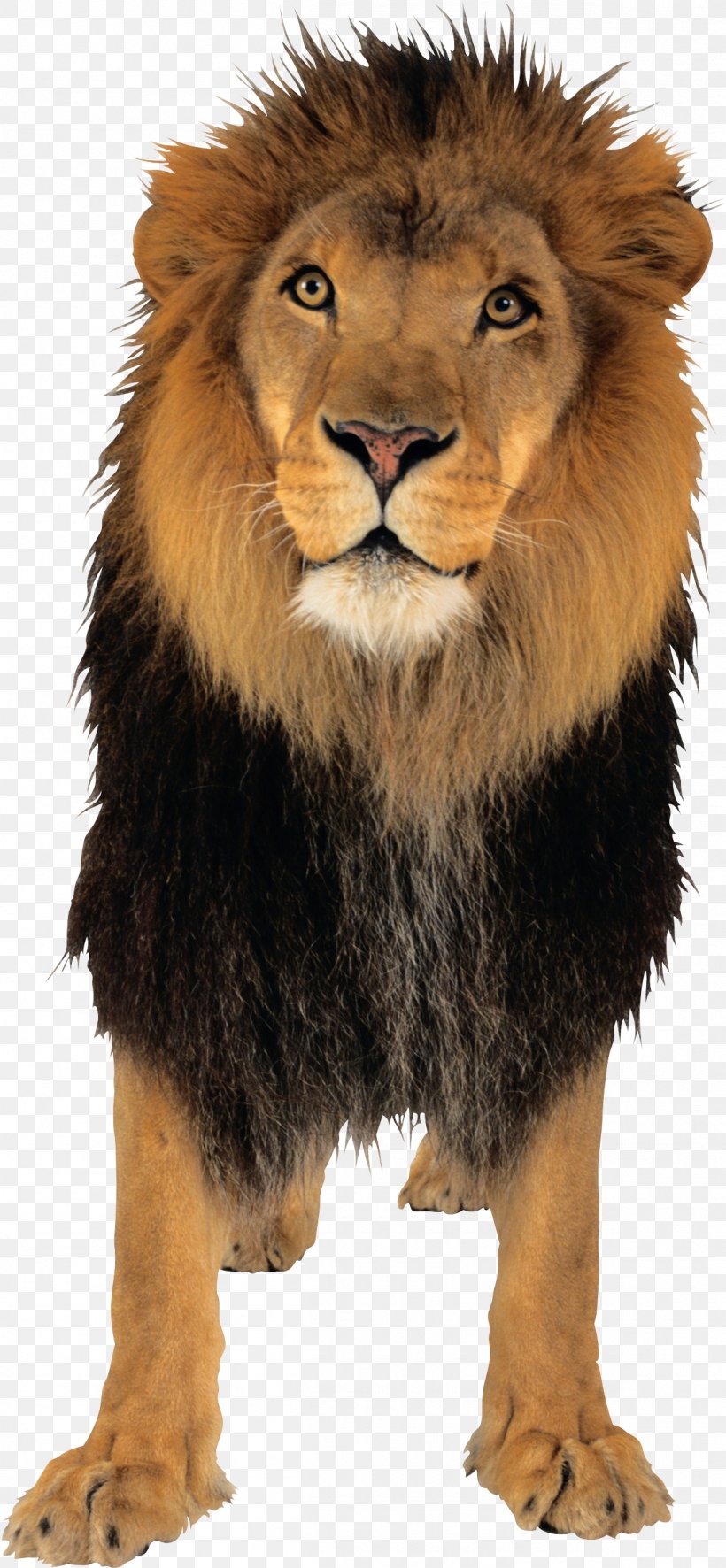 Lion Tiger Jaguar Felidae Cougar, PNG, 1205x2604px, Lion, Big Cats, Carnivoran, Cat Like Mammal, Cougar Download Free
