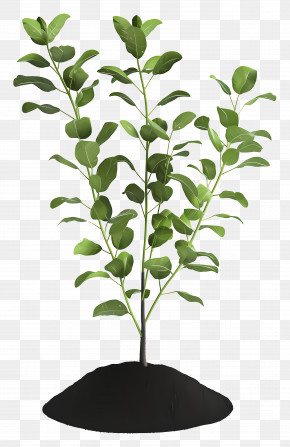 Plant Soil - Young Plant Growing In Soil PNG