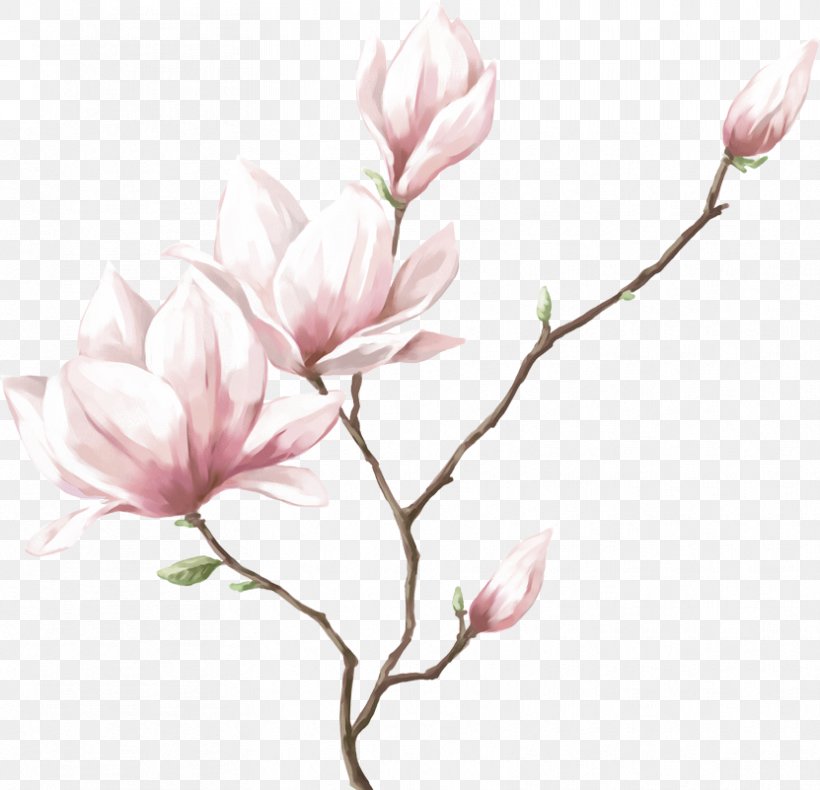 Watercolor Painting Drawing Flower, PNG, 831x801px, Watercolor Painting, Art, Blossom, Branch, Cherry Blossom Download Free