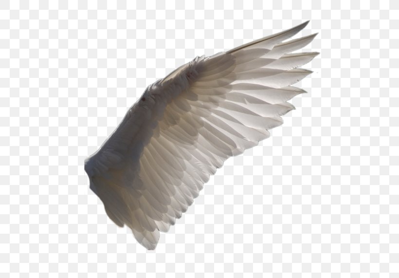Bird Wing Columbidae Cygnini Bald Eagle, PNG, 500x571px, Bird, Bald Eagle, Beak, Bird Flight, Bird Of Prey Download Free