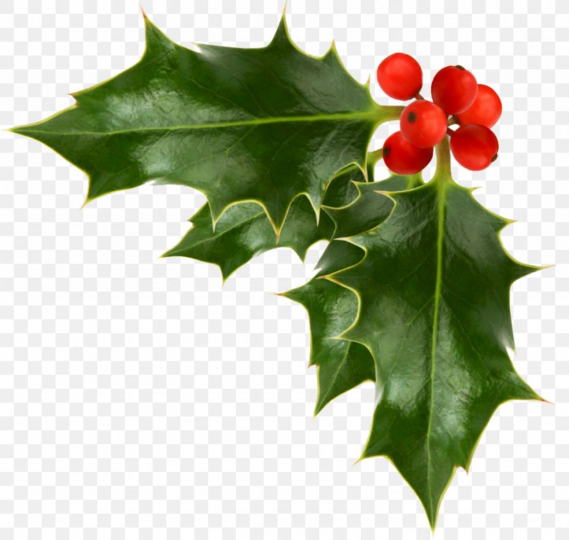 Common Holly Christmas Free Content Clip Art, PNG, 974x925px, Common Holly, Aquifoliaceae, Aquifoliales, Christmas, Flowering Plant Download Free