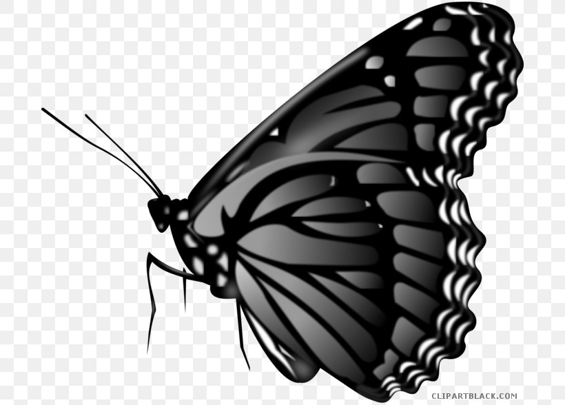 GPS Navigation Systems Vector Graphics Image Photograph Butterfly, PNG, 700x588px, Gps Navigation Systems, Arthropod, Black And White, Brush Footed Butterfly, Butterfly Download Free