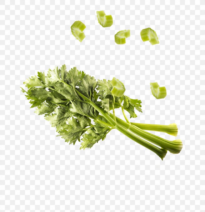 Parsley Herb Leaf Vegetable, PNG, 1567x1621px, Parsley, Celery, Chicory, Coriander, Curled Endive Download Free
