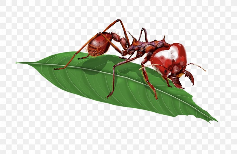 Atta Laevigata Insect Red Imported Fire Ant Myrmicinae, PNG, 1200x781px, Atta Laevigata, Acromyrmex, Ant, Ant Colony, Arthropod Download Free
