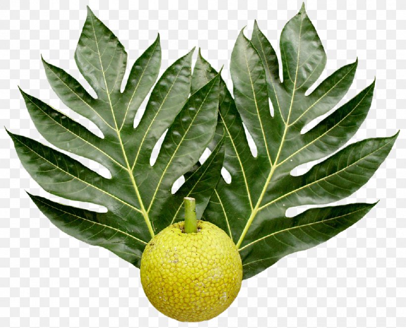 Breadfruit National Tropical Botanical Garden Leaf Food, PNG, 990x800px, Breadfruit, Auglis, Branch, Carambola, Citrus Download Free