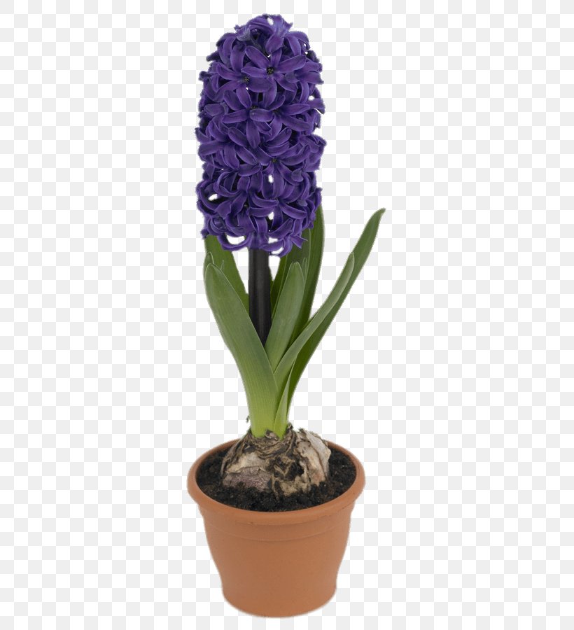 Grape Hyacinth Botany Flower Clip Art, PNG, 613x900px, Hyacinth, Botany, Bulb, Flower, Flowering Plant Download Free