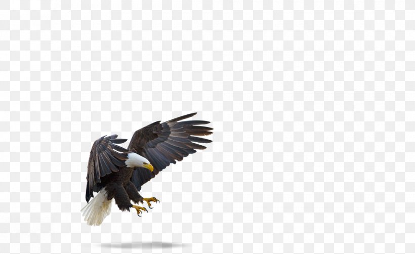 Bald Eagle Bird White-tailed Eagle Brackendale, PNG, 980x600px, Bald Eagle, Accipitriformes, African Fish Eagle, Beak, Bird Download Free