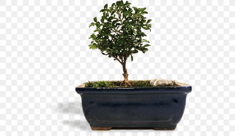 Chinese Sweet Plum Flowerpot Tree Herb Sageretia, PNG, 688x477px, Chinese Sweet Plum, Bonsai, Flowerpot, Herb, Houseplant Download Free