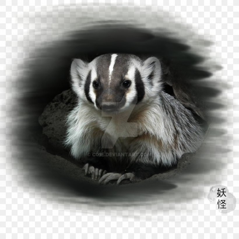 Ferret Badger Fur White Snout, PNG, 894x894px, Ferret, Badger, Black And White, Fauna, Fur Download Free