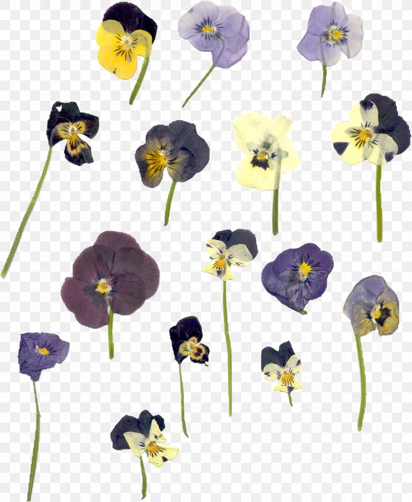Flower Violet Purple Plant Yellow, PNG, 1488x1812px, Flower, Flowering Plant, Pansy, Plant, Purple Download Free