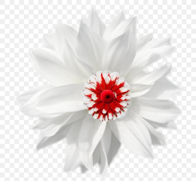 German Chamomile Flower, PNG, 750x755px, White, Black And White, Chamomile, Chrysanthemum, Chrysanths Download Free
