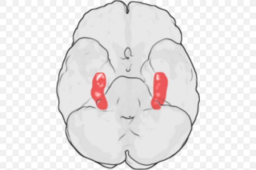 Hippocampus Brain Long-term Potentiation Neuroscience Neuron, PNG, 460x545px, Watercolor, Cartoon, Flower, Frame, Heart Download Free