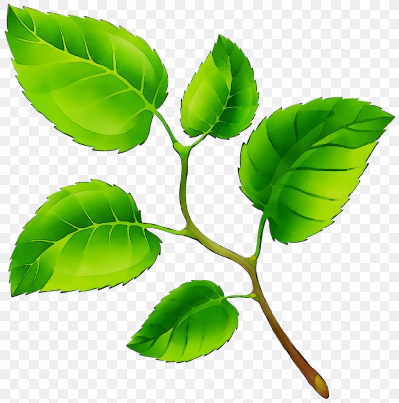Leaf Plant Stem Branching Plants, PNG, 1089x1101px, Leaf, Beech, Branch, Branching, Elm Download Free
