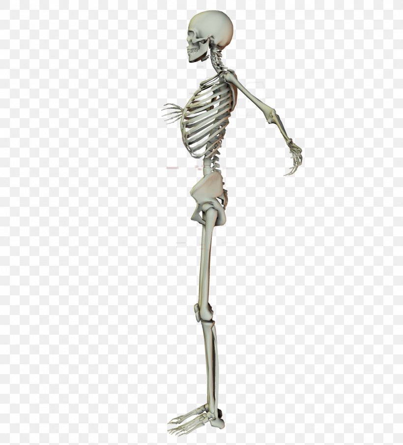 Skeleton Arm Stock Joint Shoulder, PNG, 1450x1600px, Skeleton, Arm, Artist, Deviantart, Digital Art Download Free
