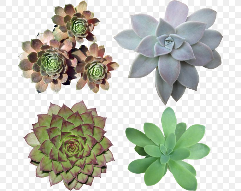 Cactaceae Succulent Plant Clip Art - PNG - Download Free.