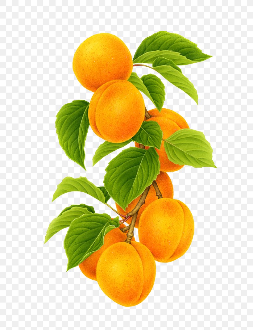 Clementine Mandarin Orange Apricot Fruit, PNG, 800x1069px, Clementine, Apricot, Auglis, Bitter Orange, Blood Orange Download Free