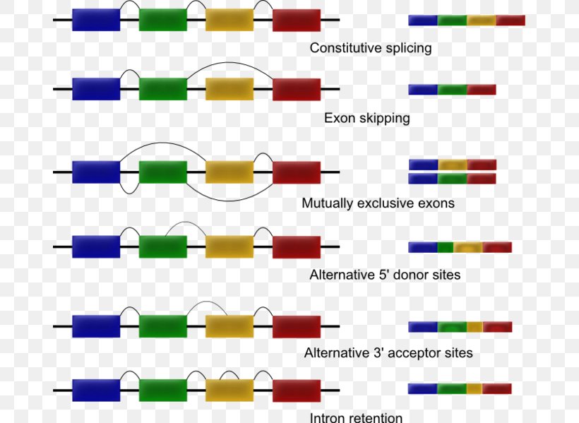 Exon Shuffling RNA Splicing Alternative Splicing, PNG, 670x599px, Rna ...