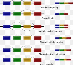 Exon Shuffling Images, Exon Shuffling Transparent PNG, Free download
