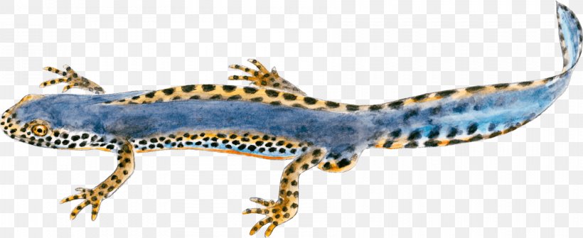 Gőték Alpine Newt Northern Crested Newt Salamandre Gecko, PNG, 1800x737px, Watercolor, Cartoon, Flower, Frame, Heart Download Free