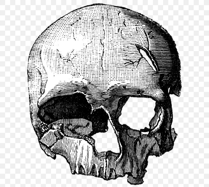 Skull Cro-Magnon Drawing Bone, PNG, 615x732px, Skull, Anatomy, Atlas, Black And White, Bone Download Free