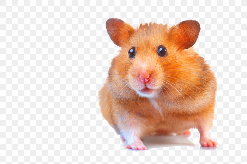 Gerbil Hamster Fancy Mouse Dog, PNG, 900x600px, Gerbil, Depositphotos, Dog, Fancy Mouse, Hamster Download Free