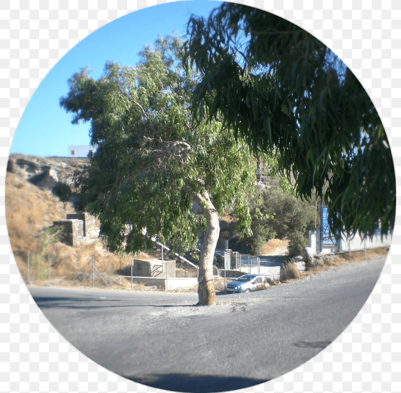 Santorini Tree Romagna Roundabout Sky Italia, PNG, 800x803px, Santorini, Greece, Greeks, Panorama, Plant Download Free